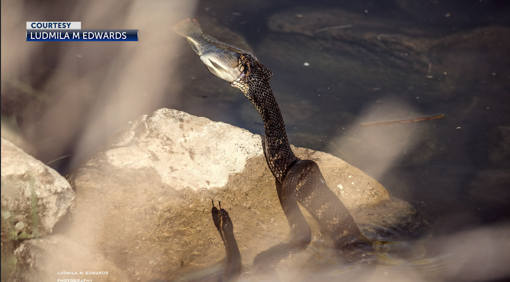 Screenshot 2024 08 12 at 7.25.19 PM